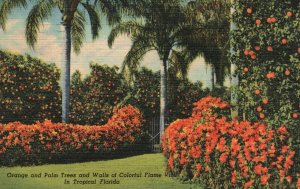 Vintage Postcard 1954 Orange and Palm Trees Walls Colorful West Virginia VA