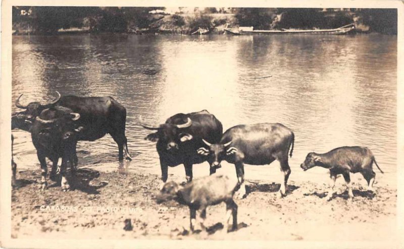 Pasig River Philipines Caraboas Water Buffalo Real Photo Postcard JE359469