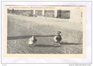 Hitch Hiking at the Spillway, Pymatuning Lake in Pennsylvania, 00-10s