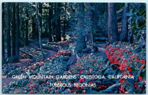 CALISTOGA, California CA   GREEN MOUNTAIN GARDENS Tuberous Begonias Postcard