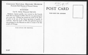 Gorilla Natural History Museum Chicago Illinois Unused c1950