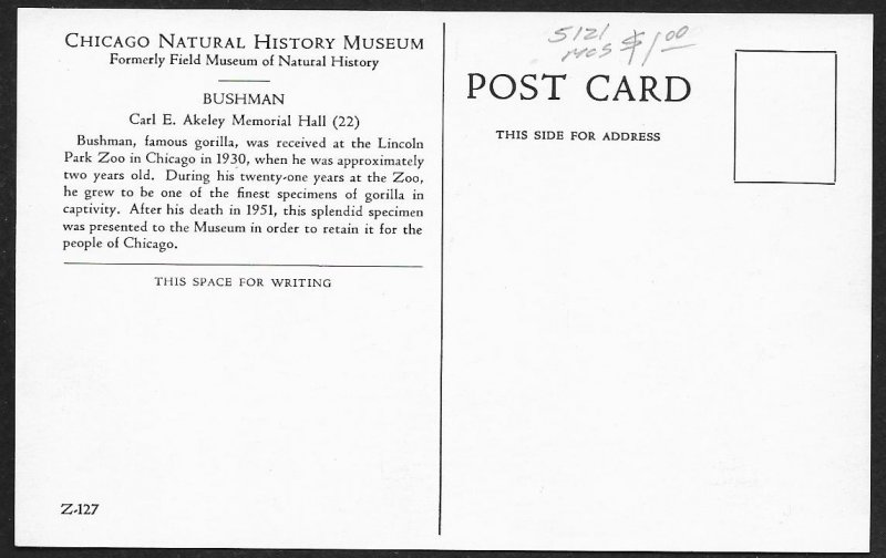 Gorilla Natural History Museum Chicago Illinois Unused c1950