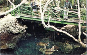 Postcard Bermuda - Fishing at Devil's Hole