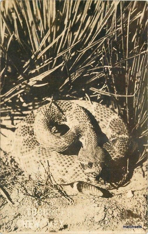 1920s Tucumcari New Mexico Rattlesnake RPPC Real Photo postcard 3956