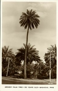 iraq, BAGHDAD BAGDAD بَغْدَاد, Ancient Palm Tree (1930s) Dingzian D.B. 76