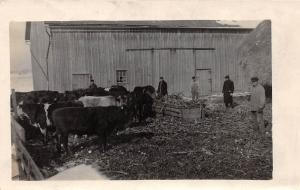 C36/ Occupational Real Photo RPPC Postcard c1910 Farmers Barn Cattle Workers 2
