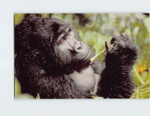 Postcard Gorilla World Wildlife Fund Washington District of Columbia USA