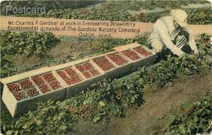 IA, Osage, Iowa, Gardner Nursery, Experimental Grounds, Everbearing Strawberry