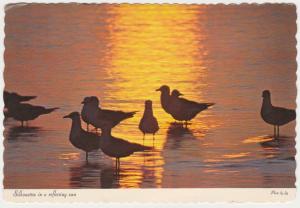 Sea Gulls Silhouettes in Reflecting Sun Mailed from Atlantic City New Jersey