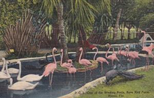 Florida Miami Flamingos and Swans At One Of The Wading Pools Miami Rare Bird ...