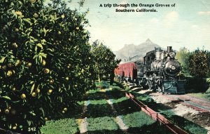 1912 Trip Through The Orange Groves Southern California CA Vintage Postcard