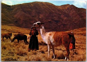 VINTAGE CONTINENTAL SIZED POSTCARD AYACUCHAN NATIVE LEADING LLAMAS TO GRAZE PERU