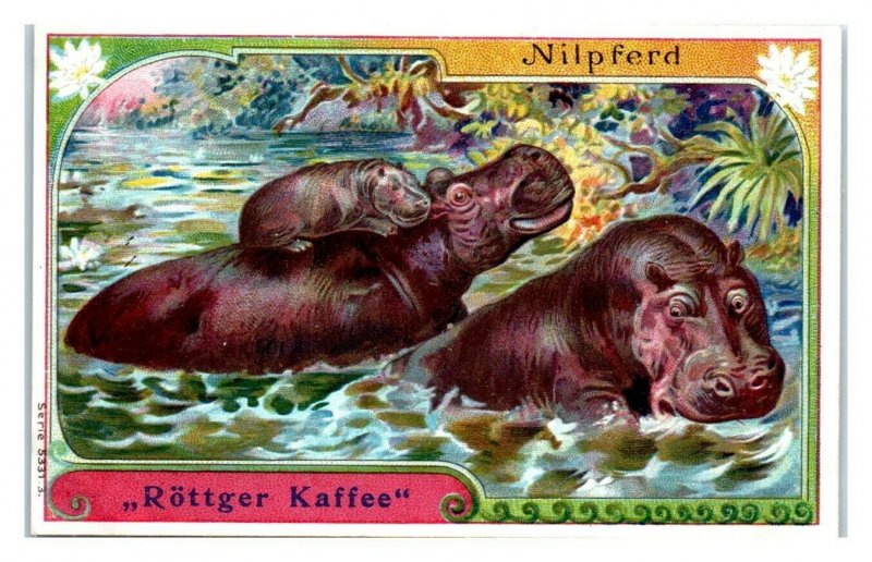 Hippopotamus Rottger Kaffee German Trade Card *VT27L