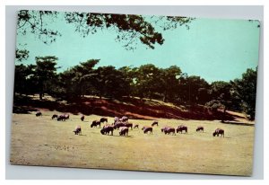 Vintage 1950's Postcard Buffalos Grazing on the Prairie - Western Theme