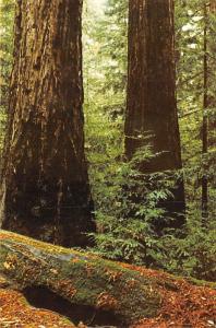 Big Basin Redwoods State Park - California