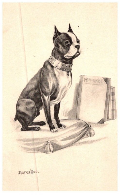 Dog , Boston Bull Terrier