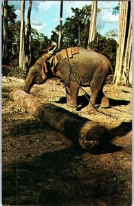 Elephant At Work Teak Logging Bangkok Thailand Elephant Postcard