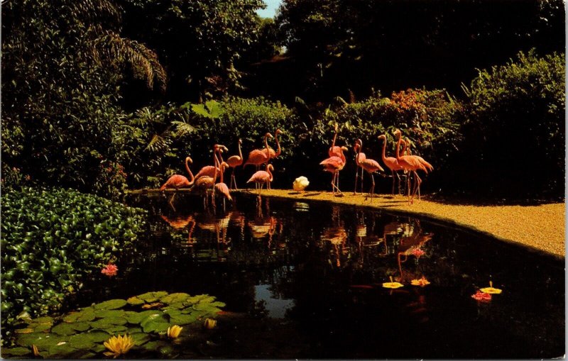 St Petersburg Florida Sunken Gardens Flamingos Tropical Chrome Postcard 