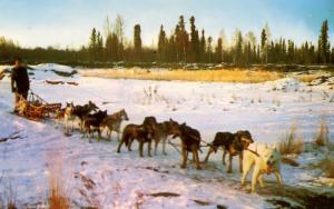 AK - Alaskan Sled Dog Team 