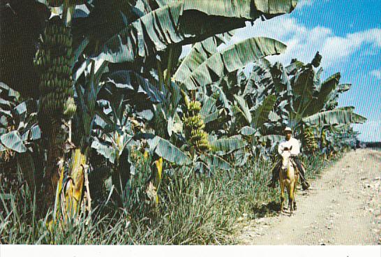 Panama Banana Plantation Of The Chiriqui Land Company