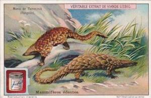 Liebig Trade Card S1095 Toothless Mammals No 2 Manis de Temminck Pangolin