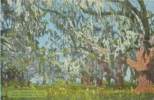 New Orleans LA  Pakenham's Oaks Postcard, Lithograph, Unused