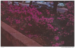 GREENVILLE, South Carolina; Azaleas in full bloom in Cleveland Park, 40-60s