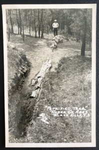 Mint USA Real Picture Postcard Petrified Tree Timber Of Ages Black Hills SD