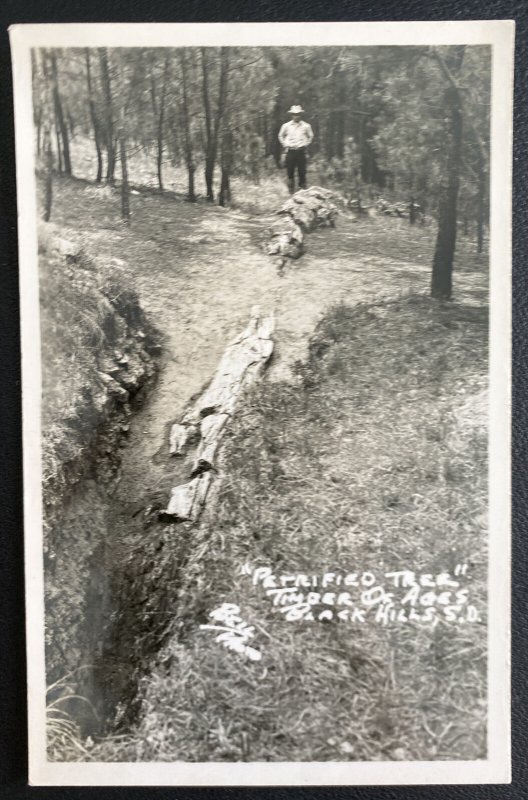 Mint USA Real Picture Postcard Petrified Tree Timber Of Ages Black Hills SD