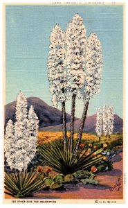 Yucca =Flower of the desert