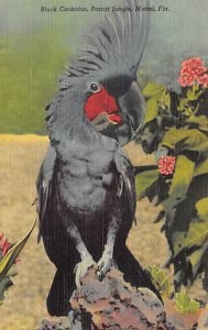 Black cockatoo, Parrot jungle Miami, Florida USA Black cockatoo, Parrot jungl...