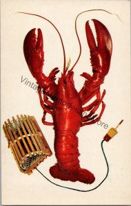A Maine Lobster & Miniature Model of Lobster Trap Postcard PC211