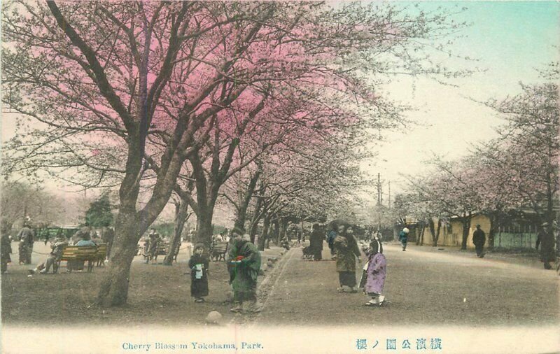 Japan hand colored C-1910 Cherry Blossom Yokohama Park Postcard 22-1806