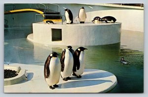 Penguins at the Zoo in Portland Oregon Vintage Postcard 0727
