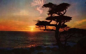 Sunset Tree BIN