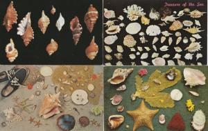 (4 cards) Sea Shells - Sea Life - Atlantic Coast - Gulf of Mexico