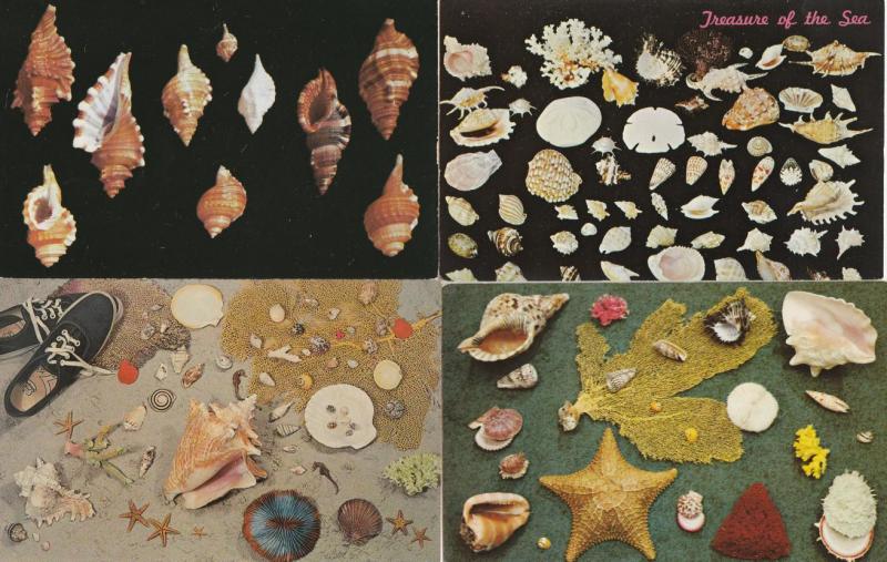 (4 cards) Sea Shells - Sea Life - Atlantic Coast - Gulf of Mexico