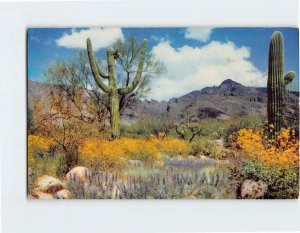 Postcard April In The Valley Of The Sun Arizona USA