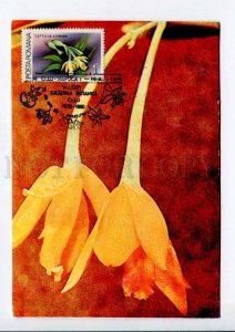 422224 ROMANIA 1990 year flowers orchid maximum card