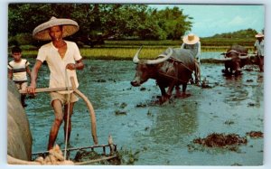 PHILIPPINES Farm Scene water buffalo Curteich Postcard