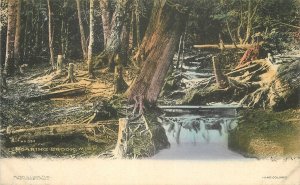 Postcard Michigan Roaring Brook Cook hand colored #343 C-1909 23-8812