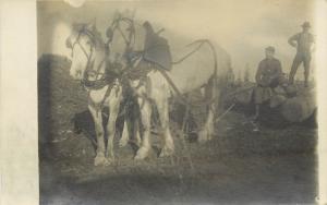 c1910 RPPC Postcard Matched Team Percheron Horses Dragging Timber Unknown US