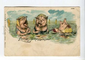 422954 Swiming mother-in-law NUDE Dressed PIG Vintage postcard
