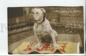 462485 SCOTLAND Brave Dog ENGLISH BULLDOG Vintage postcard ROTARY PHOTO