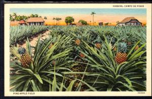 Pineapple Field