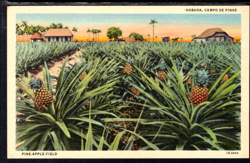 Pineapple Field