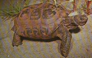 Desert Tortoise