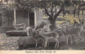 J67/ Dwight Illinois Postcard c1910 Oughton's Deer Park Feeding 333