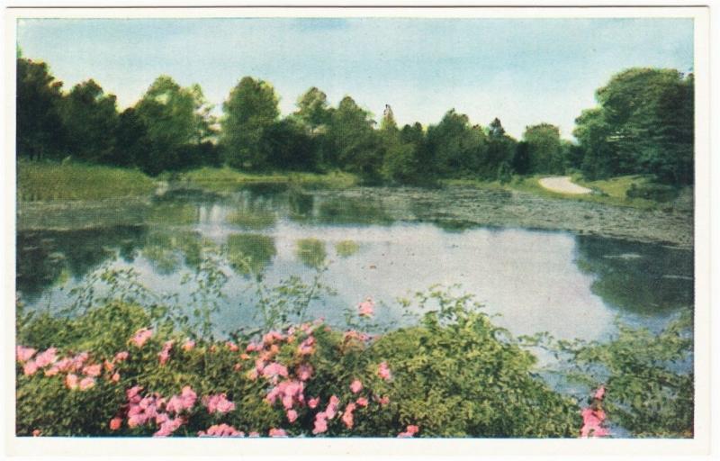 Brooklyn NYC Botanic Garden Lake with Lotus Postcard 1940s-1950s