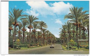 Alexandria , Palmtrees at Montazah Gardens , Egypt, 50-70s